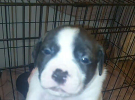 READY TO GO 10TH APRIL Cane Corso x English Bulldog pups for sale