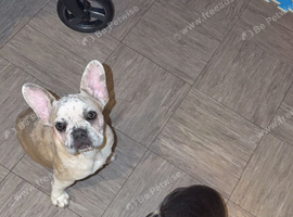 French bulldogs, two females