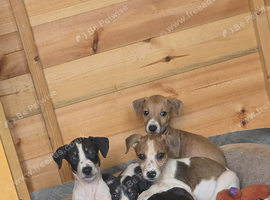 Lurcher puppies