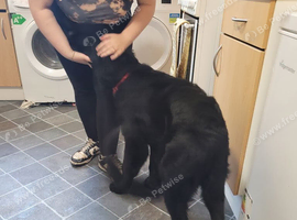 German shepherd cross newfoundland