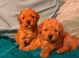Cavapoo puppies 1 boy and 1 girl
