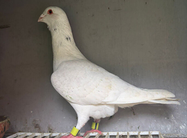 Syrian single cock