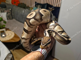 2 ball python left for sale
