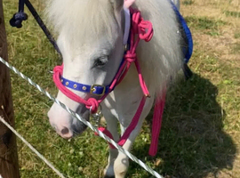 Perfect Unicorn Children&rsquo;s Pony/Therapy Pony For Sale