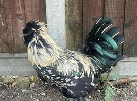 Rooster (silky/polish) and hen layer (silky / polish)