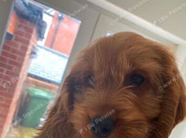 Cockapoo pup.