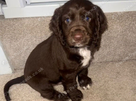 Adorable Cockapoo Puppies Ready For Families