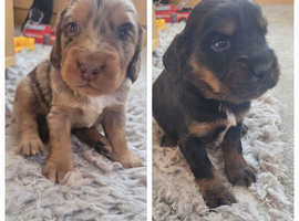 Cocker spaniel pups