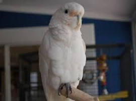Full white cockatoo Glasgow