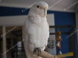 Cockatoo Glasgow