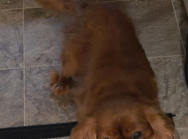 Cavalier king Charles spaniel