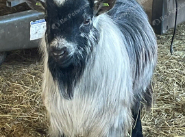 Silver/Grey Pygmy Billy 2025 Born