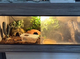 3ft vivarium for sale