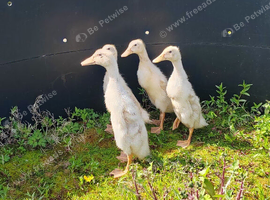 Pair (male & female) Indian Runner Ducks