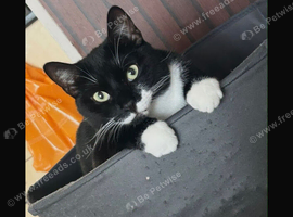 Looking for a very special home for Bo