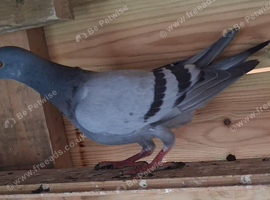 Racer male