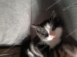 Kittens for sale. 2 females and 1 male.