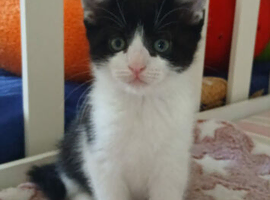KITTENS - 3 X BLACK AND WHITE &ndash; BORN 28 APRIL - READY NOW - REDUCED