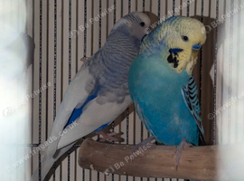 Budgies