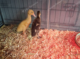 Ducks