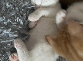 Softest/ cutest kittens