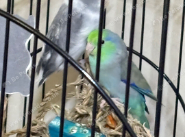 Baby parrotlets Glasgow