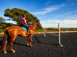 17.2 Irish sports horse gelding