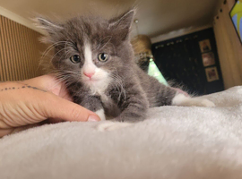 Mix fur kittens