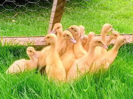 Off Heat/Outside GUARANTEED Female Indian Runner Ducklings