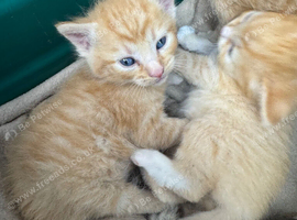 BEAUTIFUL KITTENS TO RESERVE
