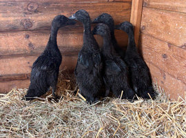 Cayuga ducklings for sale