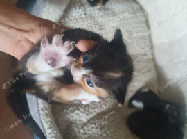 Kitten