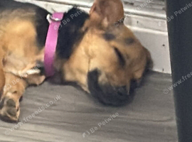 Stella