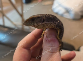 CB26 Savannah Monitor (No Setup)