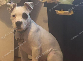 American Bulldog