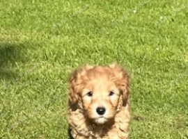 Labradoodle boys available.
