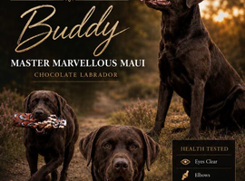 HEALTH TESTED KENNEL CLUB REGISTERED STUD