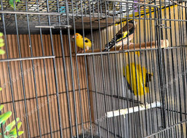 Siberian, Goldfinch Sold and male Goldfinch for sale