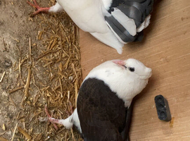 Young fantail pigeons ready to go