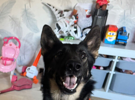 Female German shepherd for sale