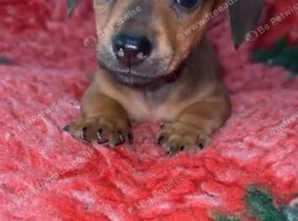 1 boy 1 girl chiweenie pups ready to peeve
