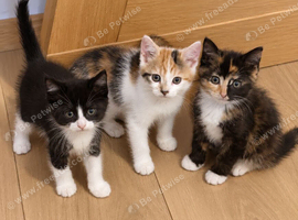Ready now! 3 kittens for sale.