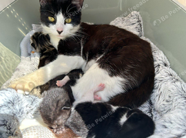 Kittens