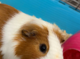 Guinea pigs for sale
