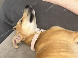 Daisy needs a new home