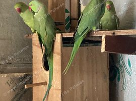 India ring neck