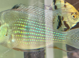 Thread Fin Acara For Sale