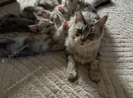 16 week Tica Maine coon