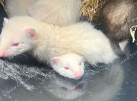 Baby ferrets for sale