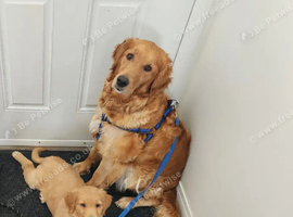 Golden Retrievers waiting
